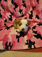 Quaker, a male Border Collie for sale in Cape Girardeau, MO – Photo 2 of 10