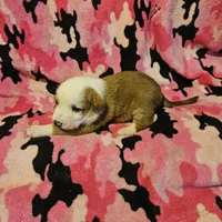 Quaker (Call-Text), a male Border Collie for sale in Cape Girardeau, MO – Photo 7 of 10