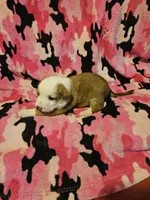 Quaker, a male Border Collie for sale in Cape Girardeau, MO – Photo 7 of 10