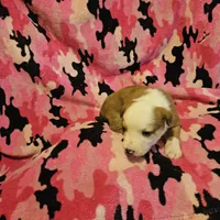 Quaker (Call-Text), a male Border Collie for sale in Cape Girardeau, MO – Photo 3 of 10