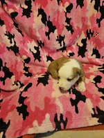 Quaker, a male Border Collie for sale in Cape Girardeau, MO – Photo 3 of 10