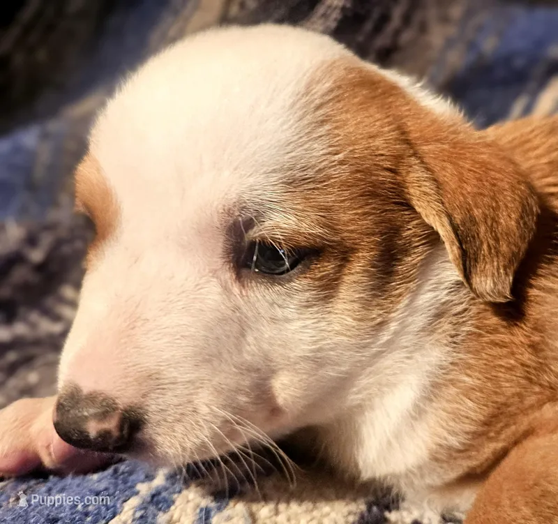 Quaker (Call-Text) – Border Collie puppy for sale in Cape Girardeau, MO