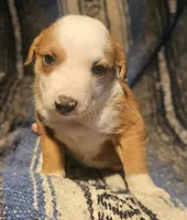 Quaker (Call-Text), a male Border Collie for sale in Cape Girardeau, MO – Photo 7 of 10