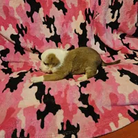 Quaker (Call-Text), a male Border Collie for sale in Cape Girardeau, MO – Photo 6 of 10