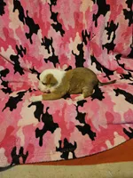 Quaker, a male Border Collie for sale in Cape Girardeau, MO – Photo 6 of 10