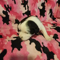 Ronda (Call-Text), a female Border Collie for sale in Cape Girardeau, MO – Photo 6 of 10