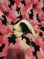 Ronda, a female Border Collie for sale in Cape Girardeau, MO – Photo 6 of 10