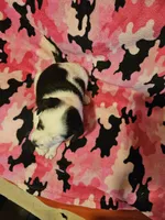 Ronda, a female Border Collie for sale in Cape Girardeau, MO – Photo 7 of 10