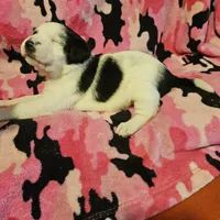 Ronda (Call-Text), a female Border Collie for sale in Cape Girardeau, MO – Photo 10 of 10