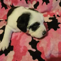 Ronda (Call-Text), a female Border Collie for sale in Cape Girardeau, MO – Photo 4 of 10