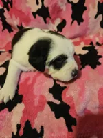 Ronda, a female Border Collie for sale in Cape Girardeau, MO – Photo 4 of 10