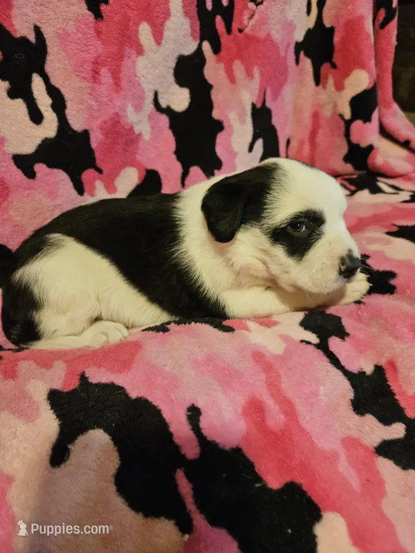 Ronda (Call-Text) – Border Collie puppy for sale in Cape Girardeau, MO