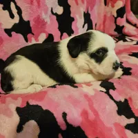 Ronda (Call-Text), a female Border Collie for sale in Cape Girardeau, MO – Photo 2 of 10