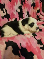 Ronda, a female Border Collie for sale in Cape Girardeau, MO – Photo 2 of 10