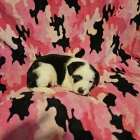 Ronda (Call-Text), a female Border Collie for sale in Cape Girardeau, MO – Photo 3 of 10