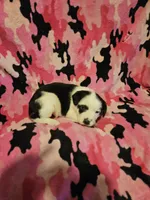 Ronda, a female Border Collie for sale in Cape Girardeau, MO – Photo 3 of 10