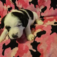 Ronda (Call-Text), a female Border Collie for sale in Cape Girardeau, MO – Photo 9 of 10