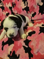 Ronda, a female Border Collie for sale in Cape Girardeau, MO – Photo 9 of 10