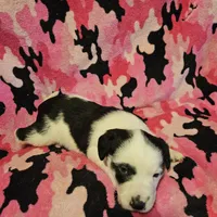 Ronda (Call-Text), a female Border Collie for sale in Cape Girardeau, MO – Photo 5 of 10