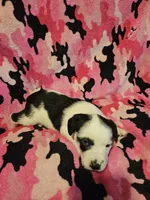 Ronda, a female Border Collie for sale in Cape Girardeau, MO – Photo 5 of 10