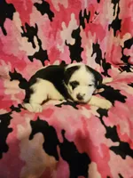 Ronda, a female Border Collie for sale in Cape Girardeau, MO – Photo 1 of 10