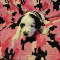 Ronda (Call-Text), a female Border Collie for sale in Cape Girardeau, MO – Photo 8 of 10