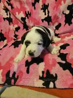 Ronda, a female Border Collie for sale in Cape Girardeau, MO – Photo 8 of 10