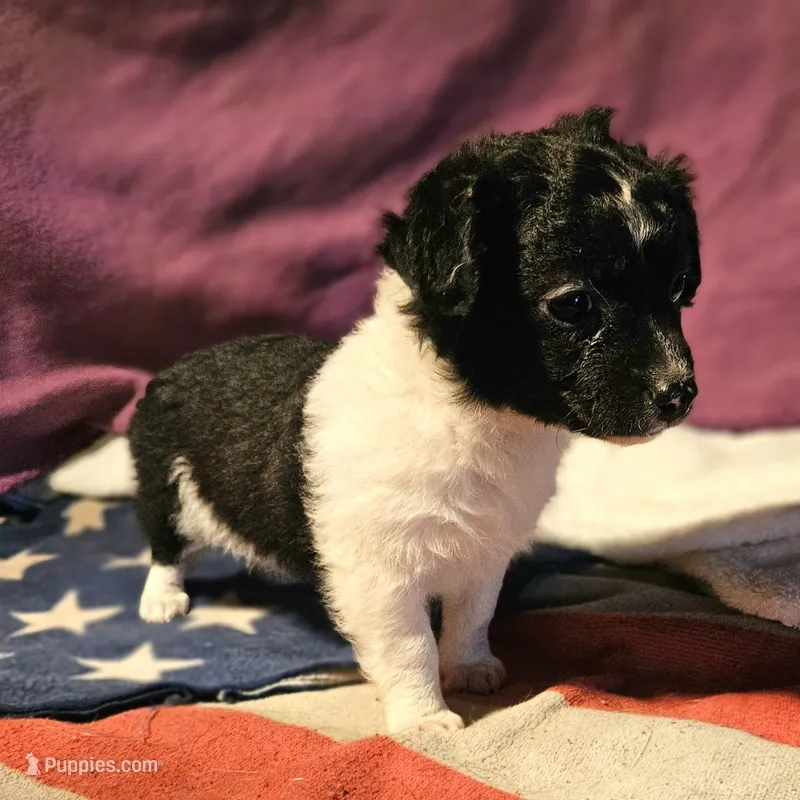 Cindy (T-Cup, Call-Text)