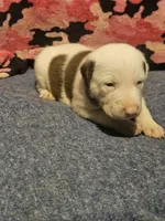Suzy, a female Border Collie for sale in Cape Girardeau, MO – 9 of 10