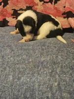 Tia, a female Border Collie for sale in Cape Girardeau, MO – 7 of 10