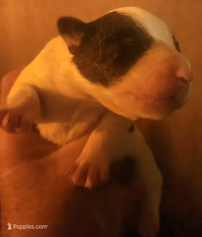 Halley – Border Collie puppy for sale in Cape Girardeau, MO