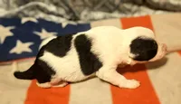 Halley (Fluffy, Blue Eyes), a female Border Collie for sale in Cape Girardeau, MO – 4 of 10