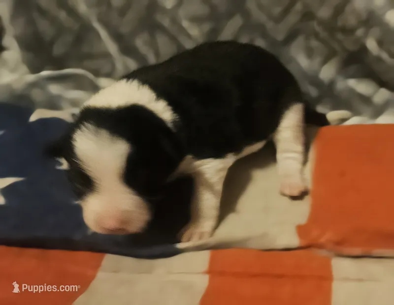 Jay – Border Collie puppy for sale in Cape Girardeau, MO