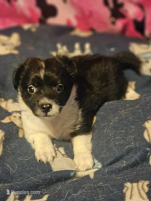 Butter (Call-Text) – Border Collie puppy for sale in Cape Girardeau, MO