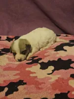 Charlie, a male Chihuahua for sale in Cape Girardeau, MO – 9 of 10