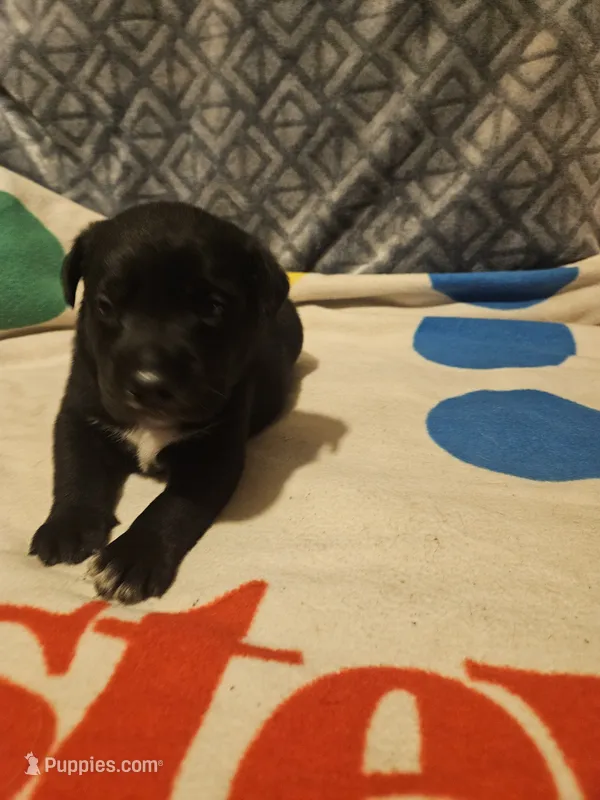 Charley (Blue Eyes) – Border Collie puppy for sale in Cape Girardeau, MO