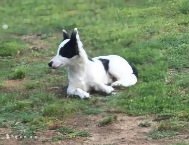 Elmo – Chihuahua puppy for sale in Cape Girardeau, MO
