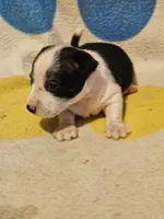 Drew (T-Cup, Call-Text), a male Chihuahua for sale in Cape Girardeau, MO – 3 of 10
