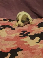 Charlie, a male Chihuahua for sale in Cape Girardeau, MO – 7 of 10