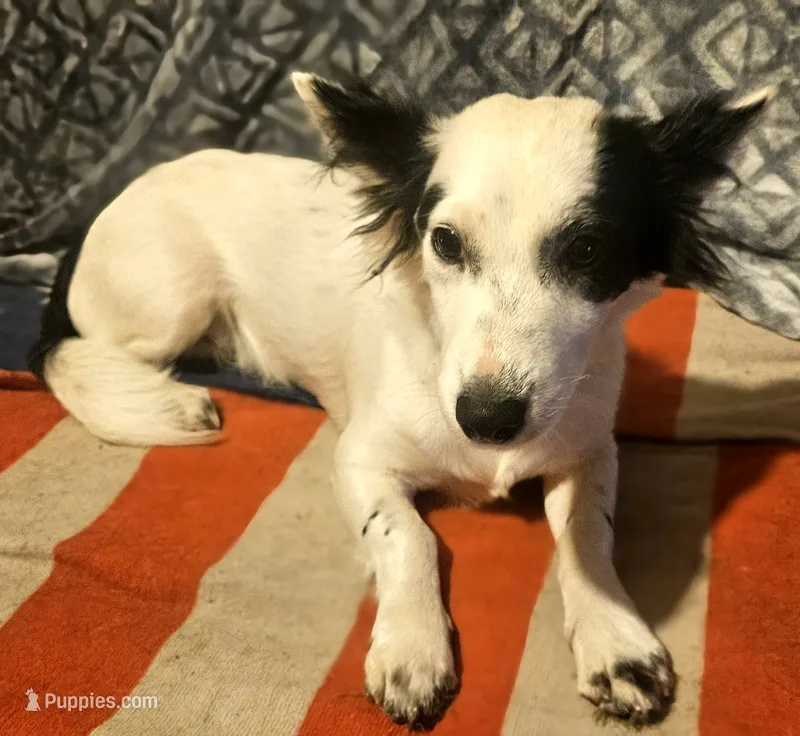 Elmo (Trained) – Jack Russell Terrier, Chihuahua puppy for sale in Cape Girardeau, MO