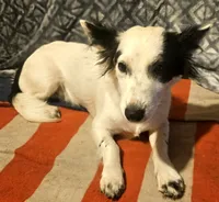 Elmo (Trained), a male Chihuahua for sale in Cape Girardeau, MO – 2 of 10