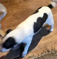 Rocky (Call-Text), a male Chihuahua for sale in Cape Girardeau, MO – 5 of 5