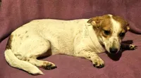Princess (Trained/Call-Text), a female Chihuahua for sale in Cape Girardeau, MO – 6 of 10