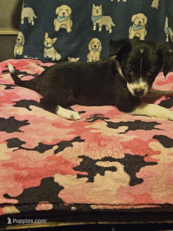 Misty (T-Cup) – Chihuahua puppy for sale in Cape Girardeau, MO