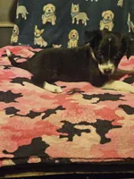 Misty (T-Cup Size), a female Chihuahua for sale in Cape Girardeau, MO – 6 of 10