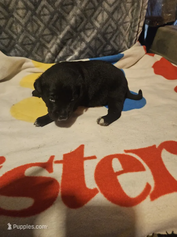 Charley – Border Collie puppy for sale in Cape Girardeau, MO