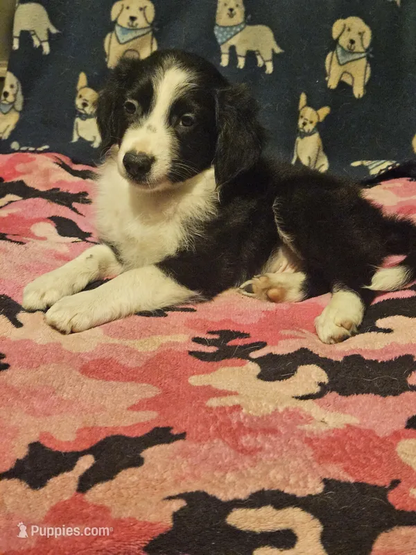 Noddy (Teddy Bear Chihuahua) – Chihuahua puppy for sale in Cape Girardeau, MO