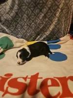 Noddy (T-Cup), a male Chihuahua for sale in Cape Girardeau, MO – 9 of 9