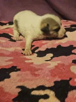 Charlie, a male Chihuahua for sale in Cape Girardeau, MO – 5 of 10