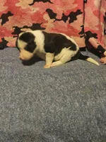 Tia, a female Border Collie for sale in Cape Girardeau, MO – 5 of 10